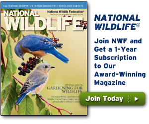 Join NWF and get a one year subscription to our magazine!